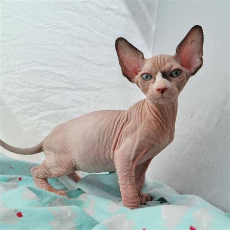 sphynx kittens for sale seattle